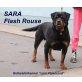 Rottweiler - Hündin