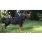 Rottweiler - Hündin