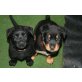 Rottweiler-Labrador Welpen - Hündin
