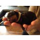 Rottweiler-Labrador Welpen - Rüde