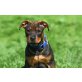 Rottweiler Mischlingswelpe - Rüde