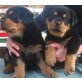 Rottweiler, Rottweiler - Hündin