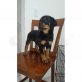 Rottweiler, Rottweiler - Hündin