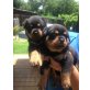 Rottweiler, Rottweiler - Hündin
