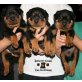 Rottweiler, Rottweiler - Hündin