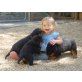 Rottweiler, Rottweiler - Rüde
