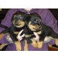Rottweiler, Rottweiler - Rüde