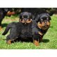 Rottweiler, Rottweiler - Rüde
