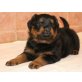 Rottweiler ,Rottweilerwelpen, Rottweiler - Hündin