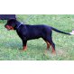 Rottweiler - Rüde