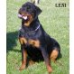Rottweiler - Rüde