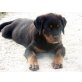 Rottweiler - Rüde