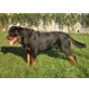 Rottweiler - Rüde
