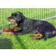 Rottweiler - Rüde