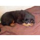 Rottweiler - Rüde