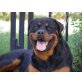 Rottweiler - Rüde