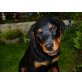 Rottweiler - Rüde