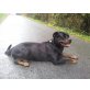 Rottweiler - Rüde