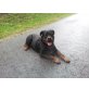 Rottweiler - Rüde