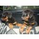 Rottweiler - Rüde