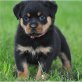Rottweiler - Rüde