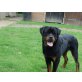 Rottweiler - Rüde