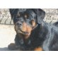 Rottweiler - Rüde