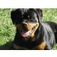 Rottweiler - Rüde