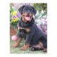 Rottweiler - Rüde