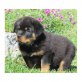 Rottweiler - Rüde