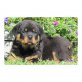 Rottweiler - Rüde