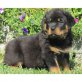 Rottweiler - Rüde
