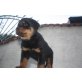 Rottweiler - Rüde