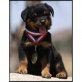 Rottweiler - Rüde