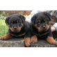 Rottweiler - Rüde