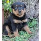 Rottweiler - Rüde
