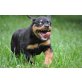 Rottweiler - Rüde