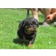 Rottweiler - Rüde