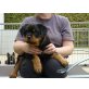 Rottweiler - Rüde