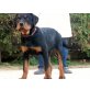 Rottweiler - Rüde