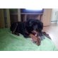 Rottweiler - Rüde