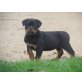 Rottweiler - Rüde