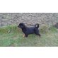 Rottweiler - Rüde