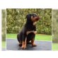 Rottweiler - Rüde