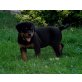 Rottweiler - Rüde