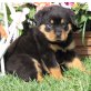 Rottweiler - Rüde