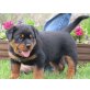 Rottweiler - Rüde