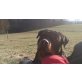Rottweiler - Rüde