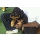 Rottweiler - Rüde
