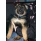 Rottweiler - Rüde